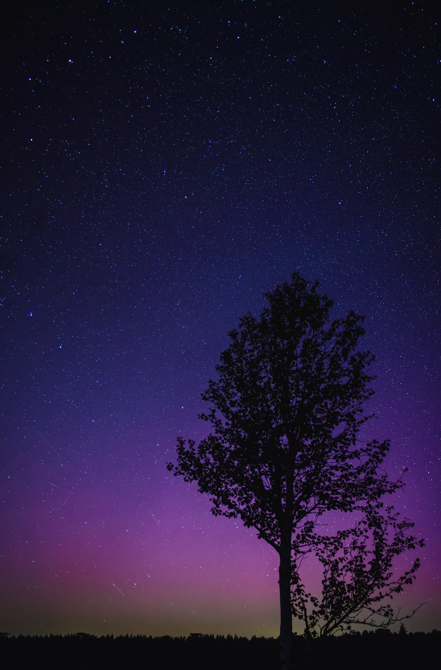 Silhouette of a single tree under a starry sky with a purple aurora glow on the horizon